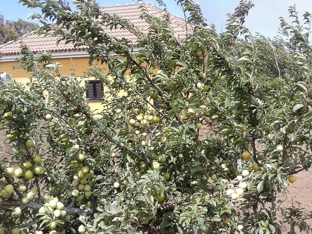 Casa Fatima Valle Gran Rey Cameră foto